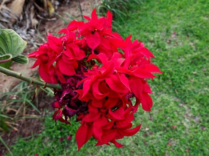 Poinsettia Family Cottage Hazyview Exterior photo